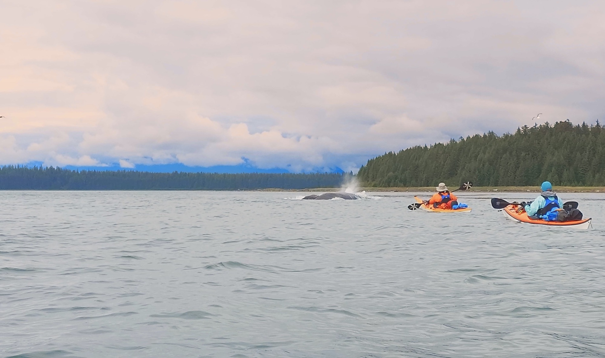 Wednesday 16th and Thursday 17th: Whale after Whale after Whale from Elfin Cove to Glacier bay