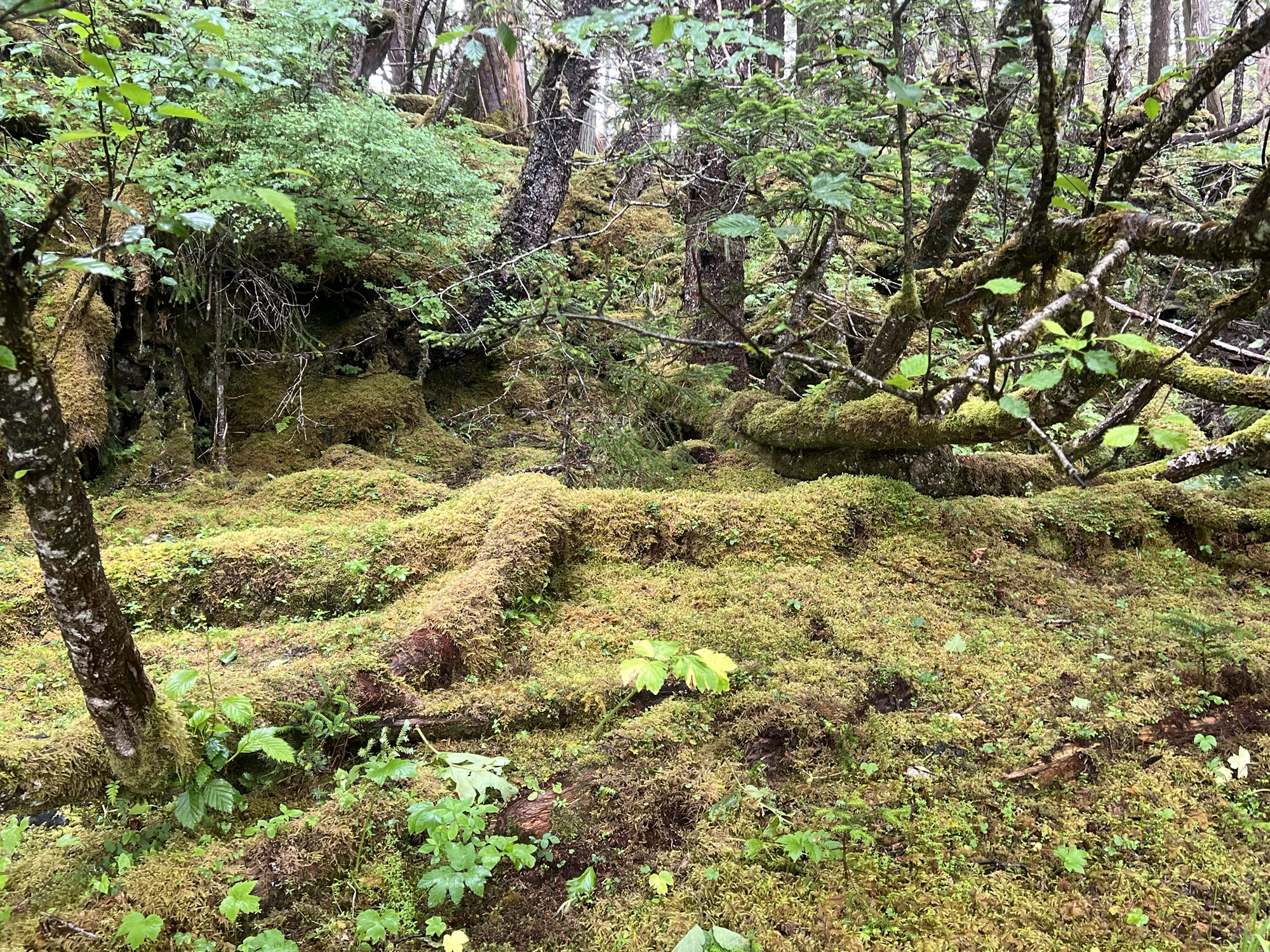 Saturday 12 of July. It takes a steady supply of rain to cultivate a rainforestp