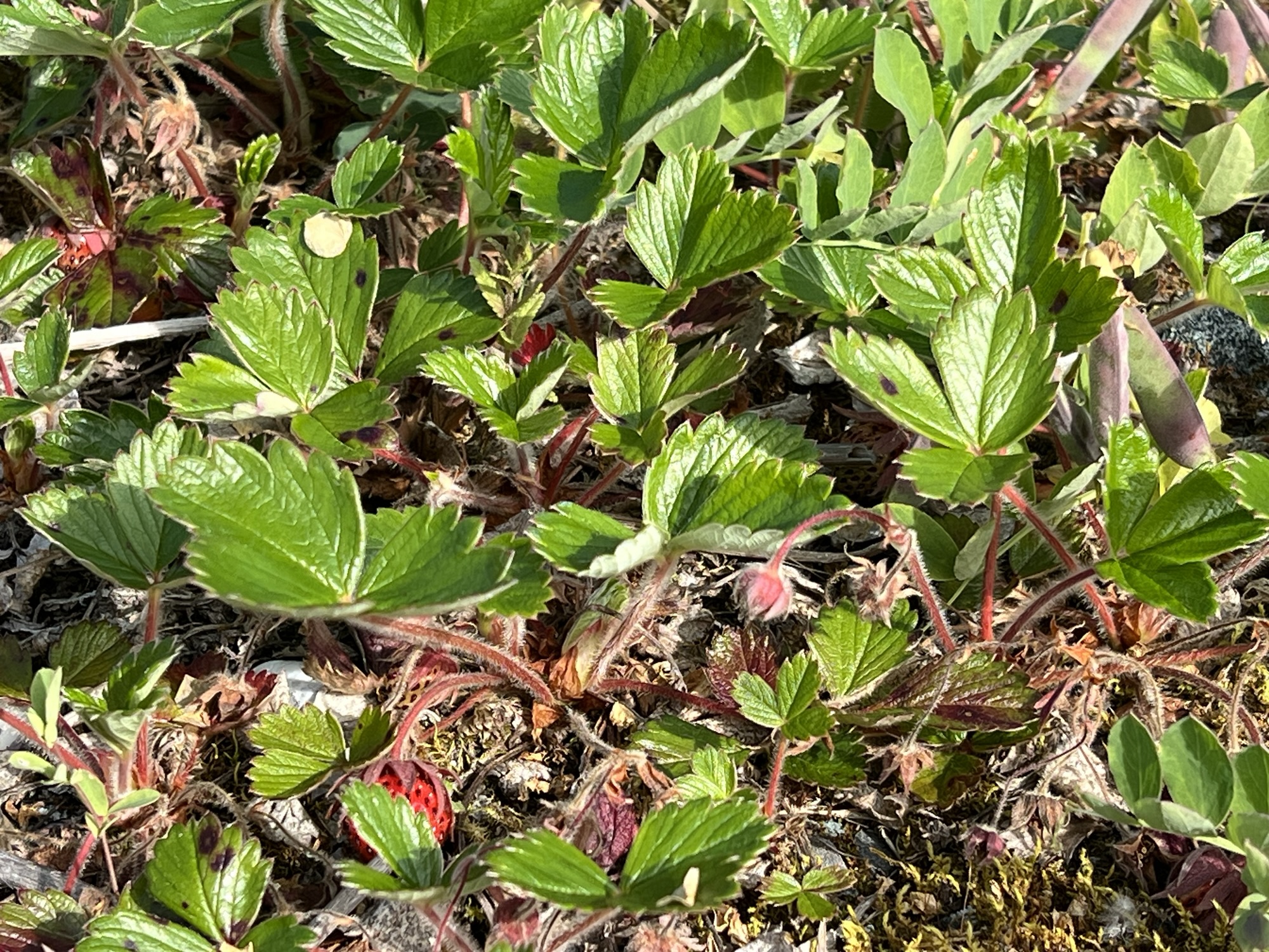 Tuesday 22nd of July: The wild strawberries are easiest to spot when they glitter in morning sun